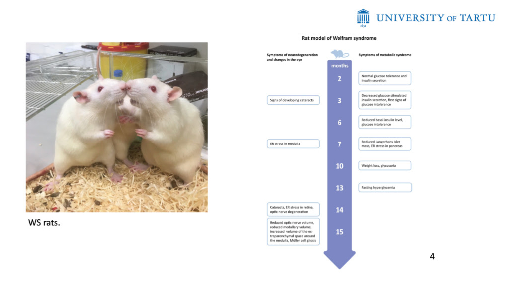ASnowFoundation's tweet photo. Research by Mario Plaas at the University of Tartu in Estonia shows that a treatment using the dual-incretin agonist DA-CH5 exhibits a potent therapeutic effect in a rat model of Wolfram Syndrome.
https://t.co/gtTpZ0ADeD https://t.co/CPqZ8KW5KX