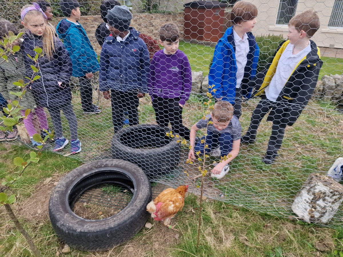 1/2 Last week it was P4's turn for Chicken Week. They fed, watered, cleaned and played. They planted raspberries for the community garden AND built a bench for the run! #skills #outdoorlearning #HWB #futurefarmers @LfSScotland @TheRHET