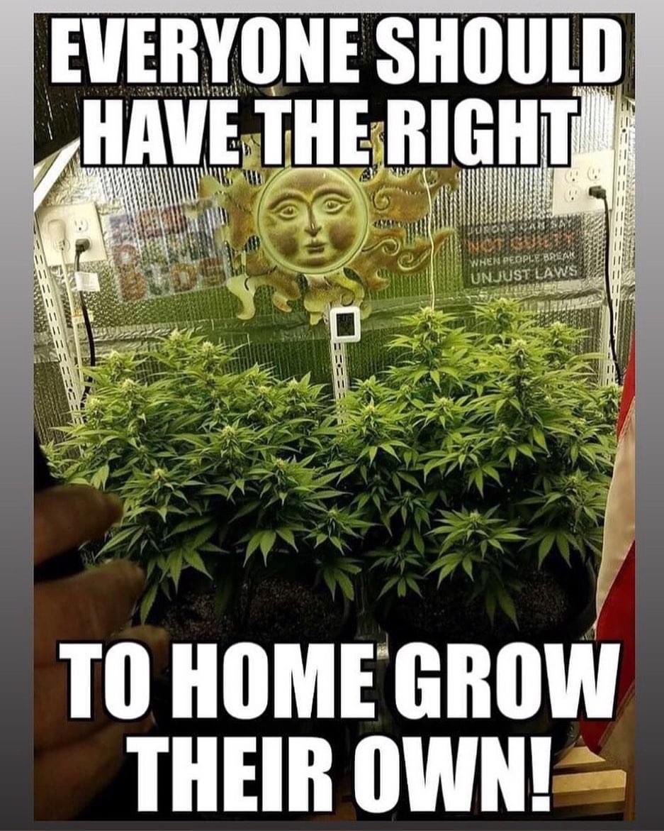Home grow must be part of any State or Federal legalization! Giving patients access to reasonable priced #Cannabis is a must!! #LegalizeIt #CannabisCommunity #Mmemberville #Weed #HomeGrow