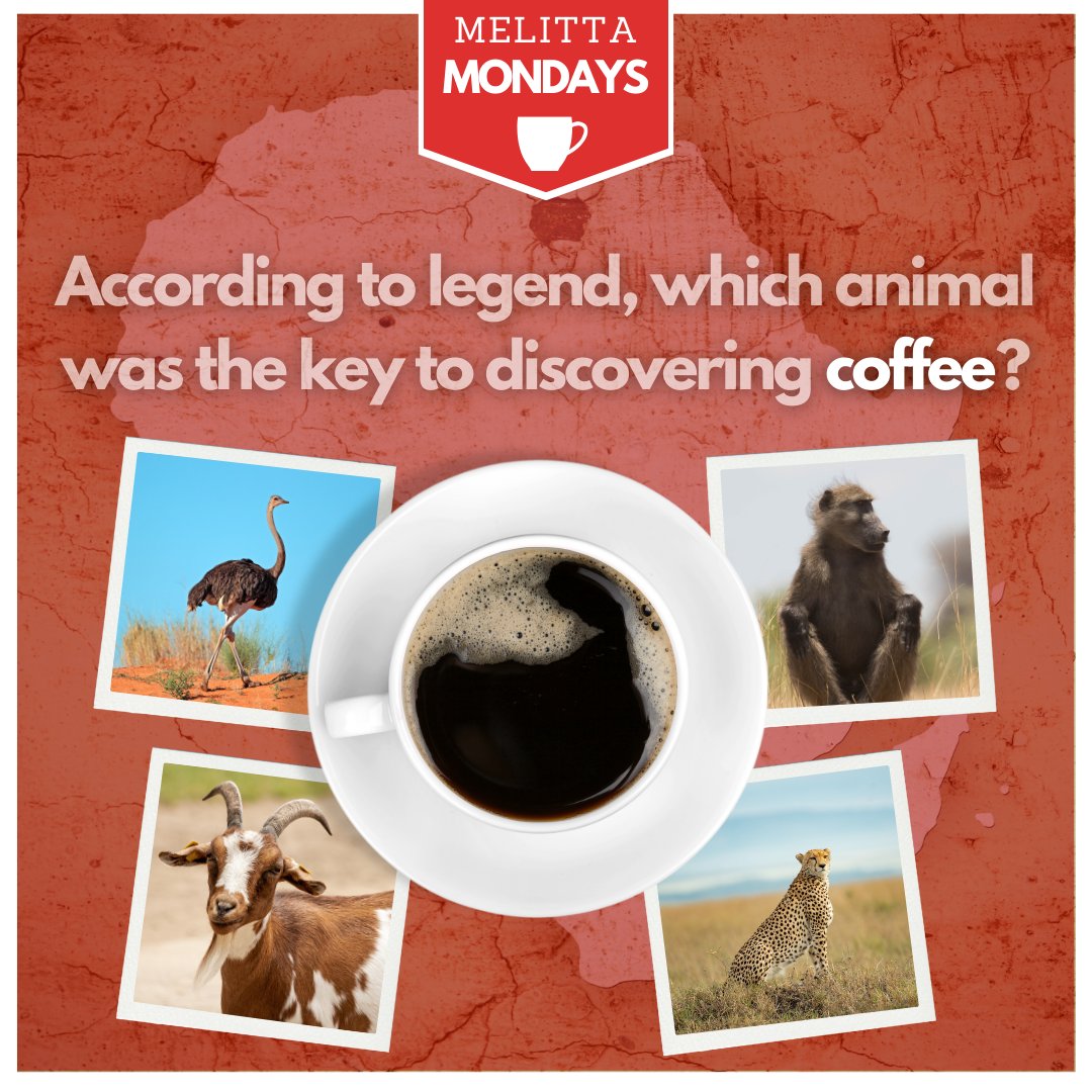 As the story goes, this animal was seen acting energetically after eating berries from a coffee bush…​ #DYK #Coffee #Trivia