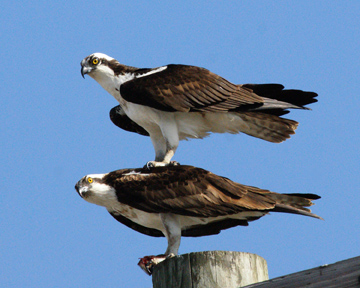 Osprey... now stackable! Osprey go by several names, including fish hawk, because of their fondness for fish. These birds are incredible hunters with a high catch rate. They succeed at catching fish every 1 out of 4 dives. 📸Bob Weiss/USFWS