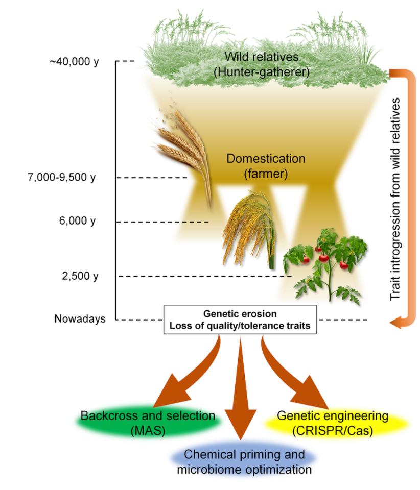 🧬🌾🔬👨‍🎓📈🧬🌾🧩👍🧑‍🌾🌾
RT: Physiologia Plantarum
Check out the review by Guzmán et al. bit.ly/3zgZYbA 
New approaches to improve crop tolerance to biotic and abiotic stresses
#genebank #domestication #germplasm #plantbreeding #plantphysiology #plantpathology #resistance