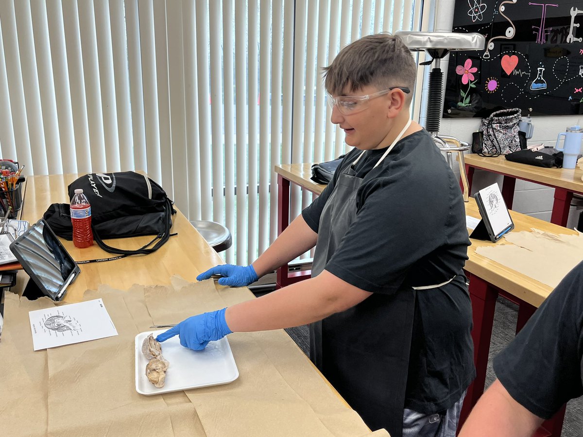 Mrs. Brannan’s PLTW Medical Detectives dissected sheep brains last Thursday. They learned about all the major  parts of the brain and their functions.
