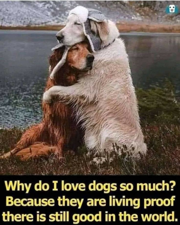 Very True ❤️🐕‍🦺