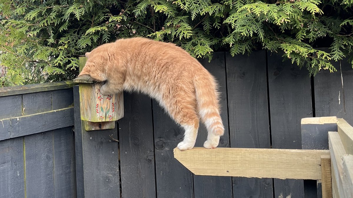 Dad said he’s checked and nobody in, but I had to check for myself that nobody was home and he was right 😻🧡 #CatsOfX #adoptdontshop  #rescuecat #catlovers  #monday #birdwatch