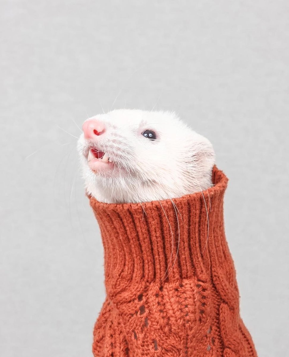 Ferret Every Hour tweet media