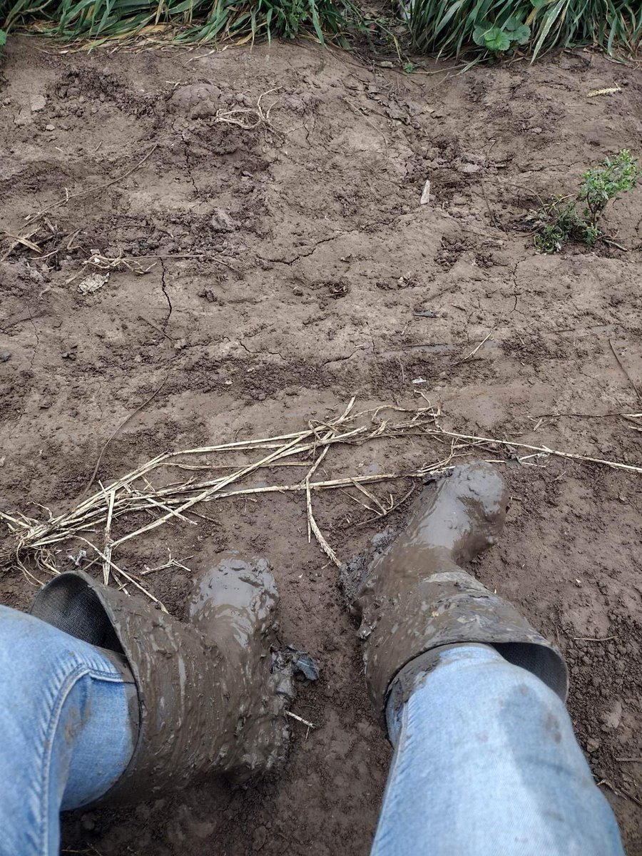 Evelyn shares a pic of her muddy rain boots from Santa Maria CA. She works in the broccoli during the winter and the mud makes her feet feel heavier and her days longer so she is even more exhausted after a day of working in the fields. #WeFeedYou