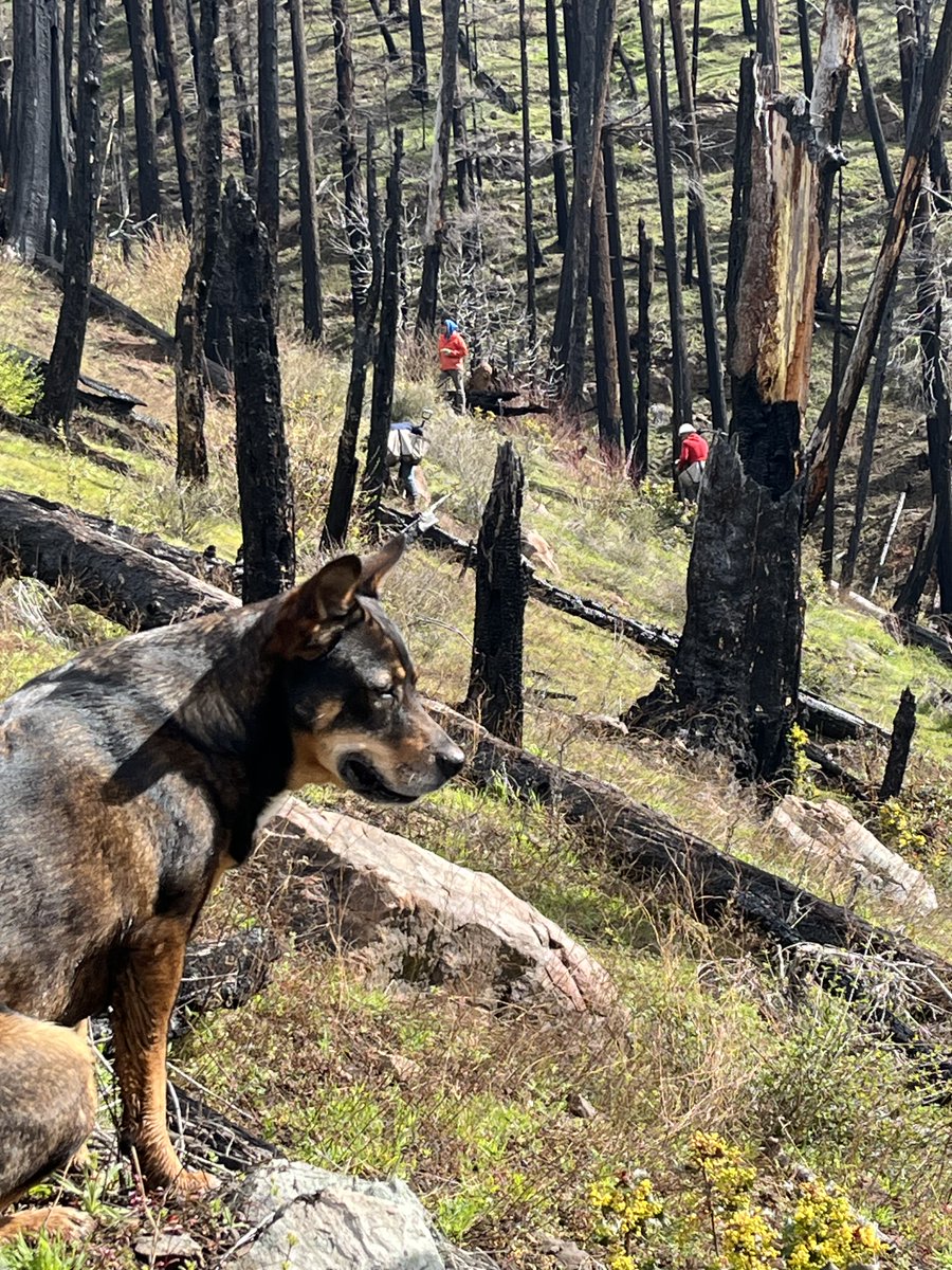 NFF Umpqua Reforestation Coordinator Anna Wemple’s dog, Kenai, keeps a close eye on reforestation operations as we replant a burn scar on the Umpqua National Forest in 2021. He's helping to ensure the highest quality of planting…unless there's a squirrel that needs chasing!