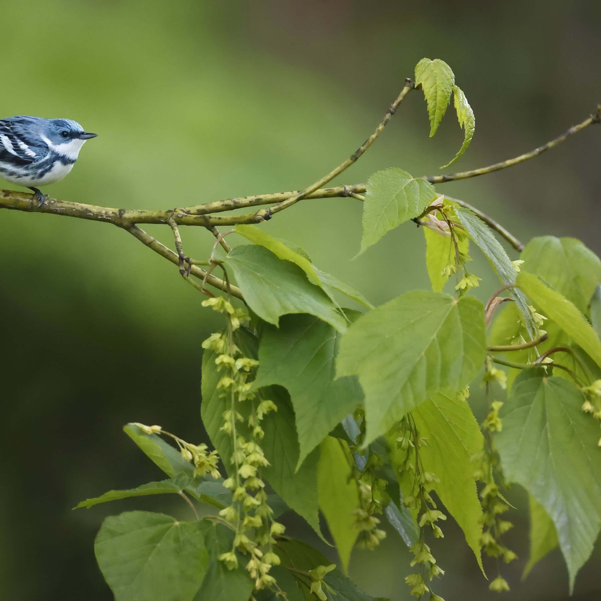 Congratulations to the American Bird Conservancy, celebrating 30 years of results for birds across the Americas, conserving millions of acres of land and benefiting 3,000 bird species since 1994. #birding #birds #conservancy #bewellbeoutdoors advkeen.co/3JqKxFo