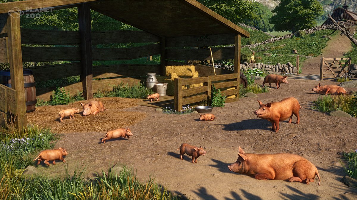 🐷 The Tamworth Pig has a distinctive red colouring and a calm, docile nature. These pigs are very curious, playful and adventurous. planetzoogame.com/news/planet-zo…