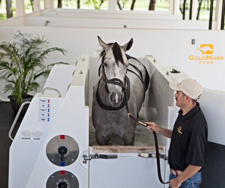GoldMark Farm’s facilities have the therapies and treatments necessary to bring your horse back to racing soundness. #goldmarkfarm #thoroughbreds #horsehealth