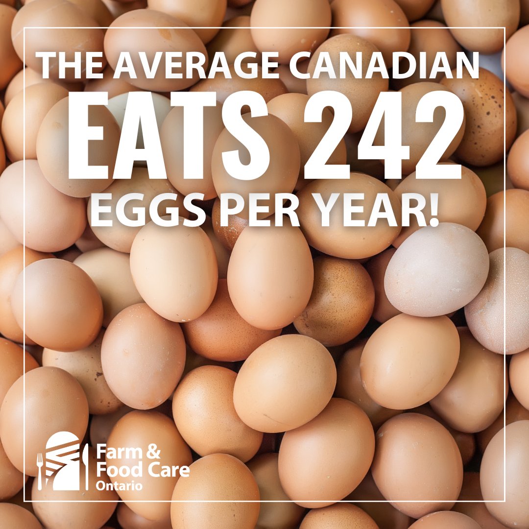 Did you know that the average Canadian eats about 242 eggs per year? Canadian egg farmers are cracking out a whopping 650 million dozens of eggs annually, totaling 7.8 BILLION eggs. Thanks to our hard-working egg farmers for keeping us egg-stremely well-fed.