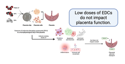 @tamusuperfund Project to Project collaboration. Project 3 Menon's lab & Project 4 Rusyn's lab: 
 'Endocrine-disrupting compounds and their impact on human placental function: evidence from placenta organ-on-chip studies'. doi.org/10.1039/D3LC00… @SRP_NIEHS @tamuvetmed @tamutox