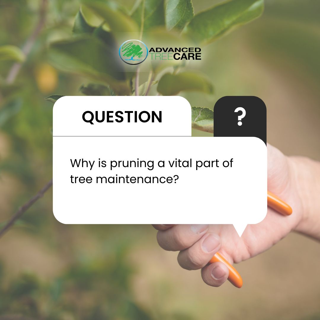 We’ve got the tips!

You can maximize the growing season for your trees by pruning damaged, diseased, or poorly growing limbs and branches.

Learn more here: advanced-treecare.com/springtime-mai…

#AdvancedTreeCare #TreeCare #TopTreeCare #TreeService #TreeRemovalService #Landscaping