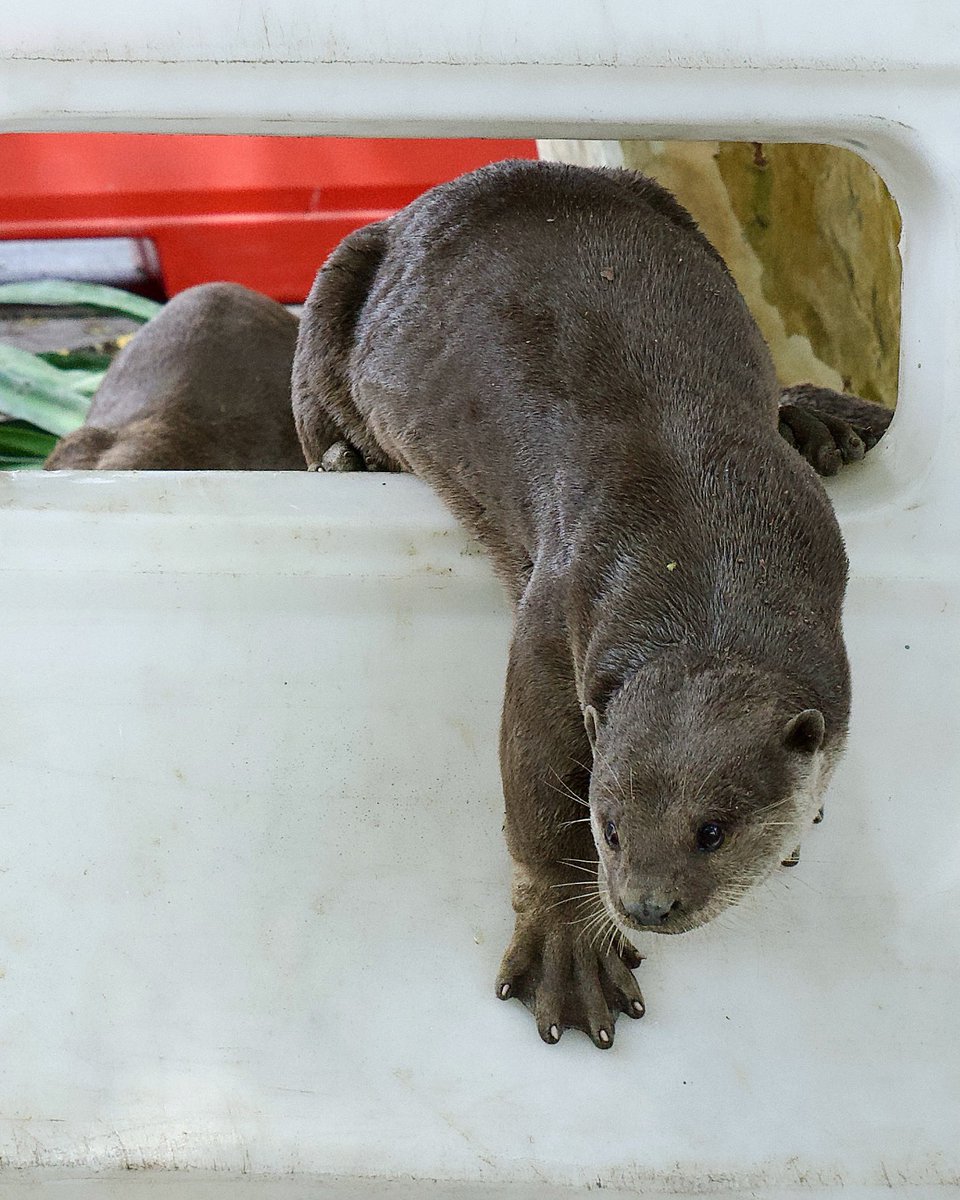 A crowd control barrier is no problem at all for the urban Smooth-coated otter family when it comes with a ready made front door.