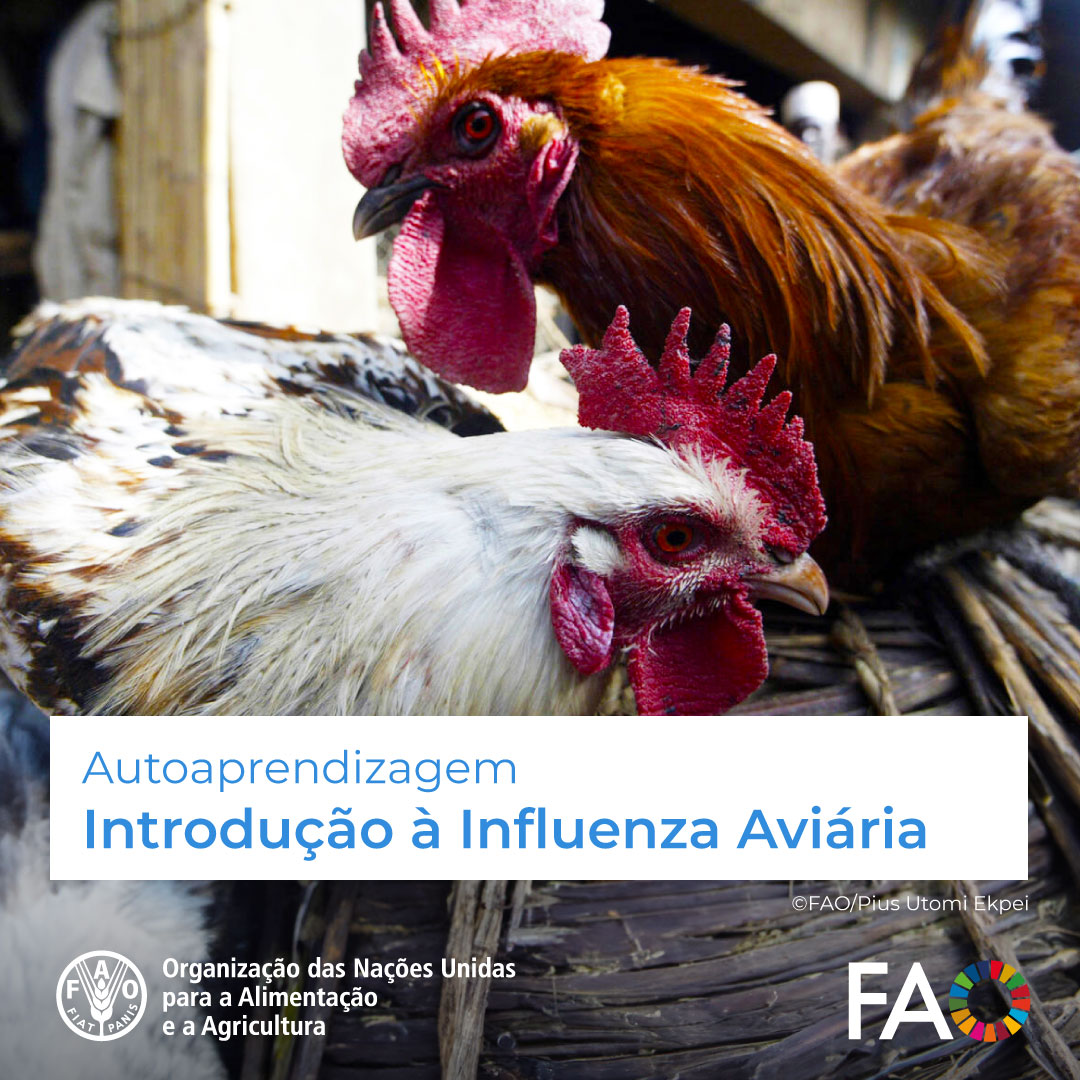 🎓Curso GRATUITO de @FAOCampus! Introdução à Influenza Aviária🐔 O curso tem como objetivo conscientizar sobre a influenza aviária e desenvolver capacidades em sua detecção e prevenção. Inscrições abertas! 👉 ow.ly/NRFY50Rmi1B #OneHealth @FAOLivestock