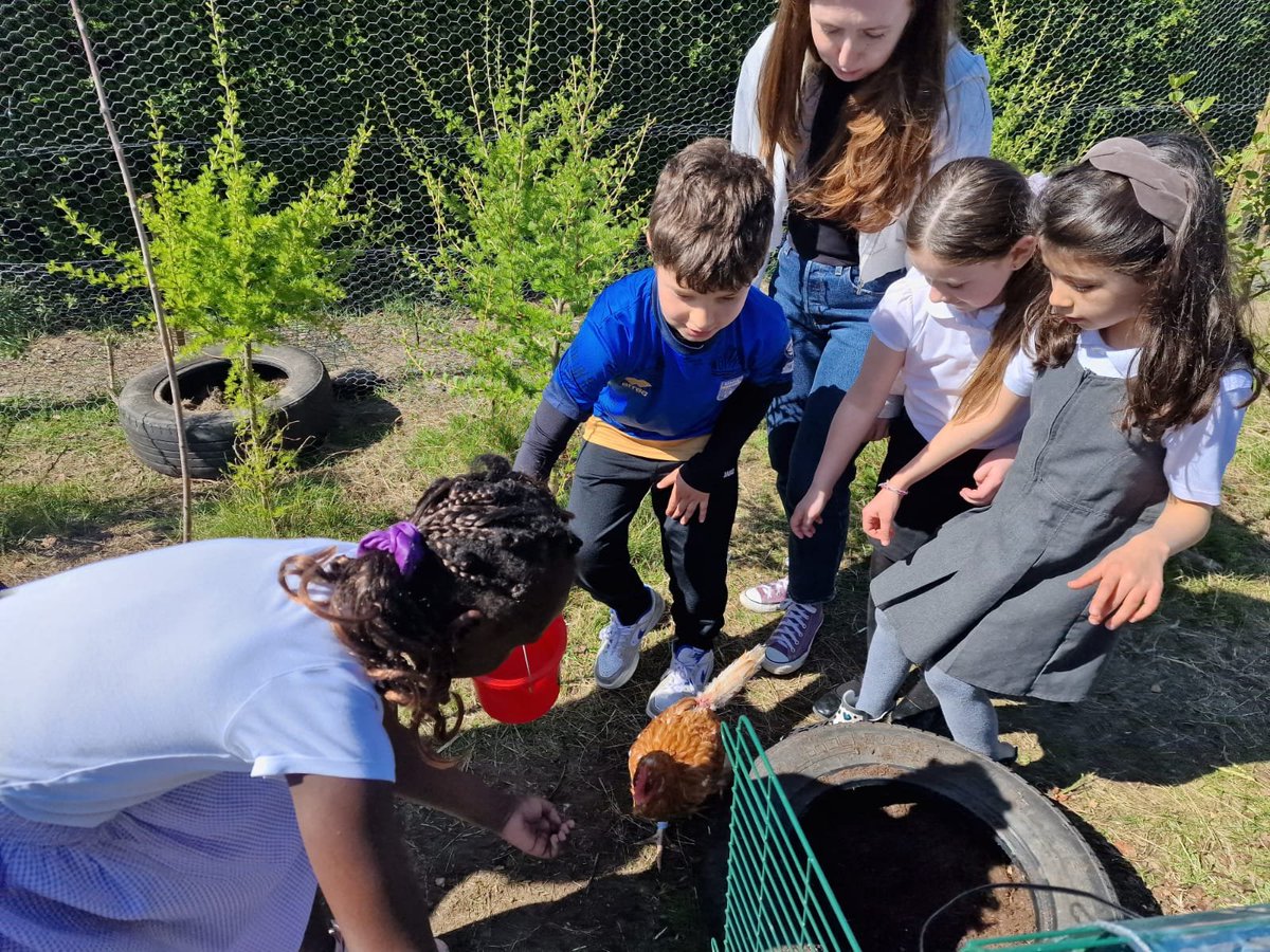 2/2 Last week it was P4's turn for Chicken Week. They fed, watered, cleaned and played. They planted raspberries for the community garden AND built a bench for the run! #skills #outdoorlearning #HWB #futurefarmers @LfSScotland @TheRHET