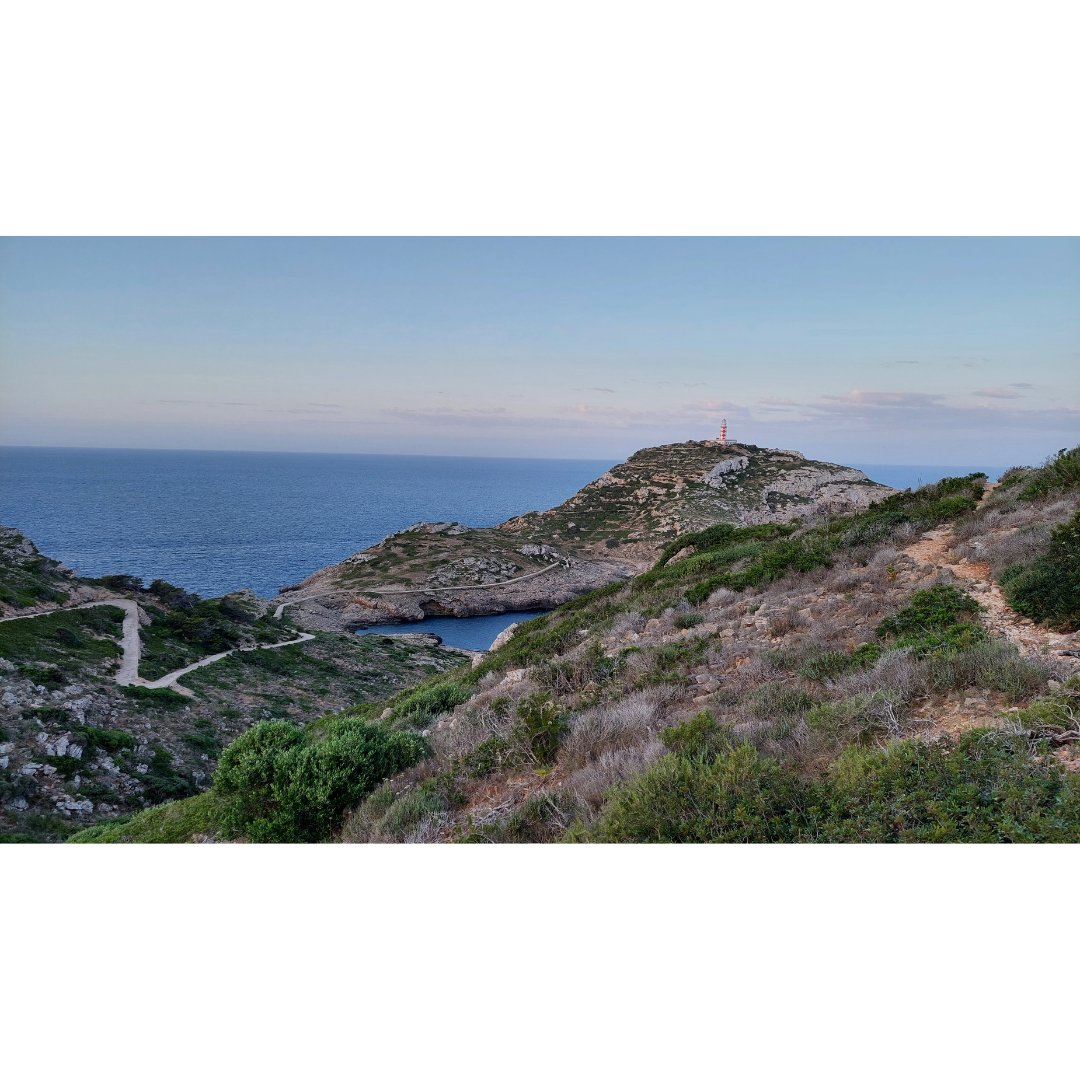 ¡Da gusto cumplir 33 años en el Mediterráneo! 🎉🎉 🌊 El PNMT Cabrera es un enclave único, siendo mayormente marino.  🏝️ En sus islas, astrágalo balear, lagartija balear 🦎; pardela balear y cormorán. 💧 En sus aguas, acantilados submarinos 🐠🦀🪸 Feliç aniversari! 🎊