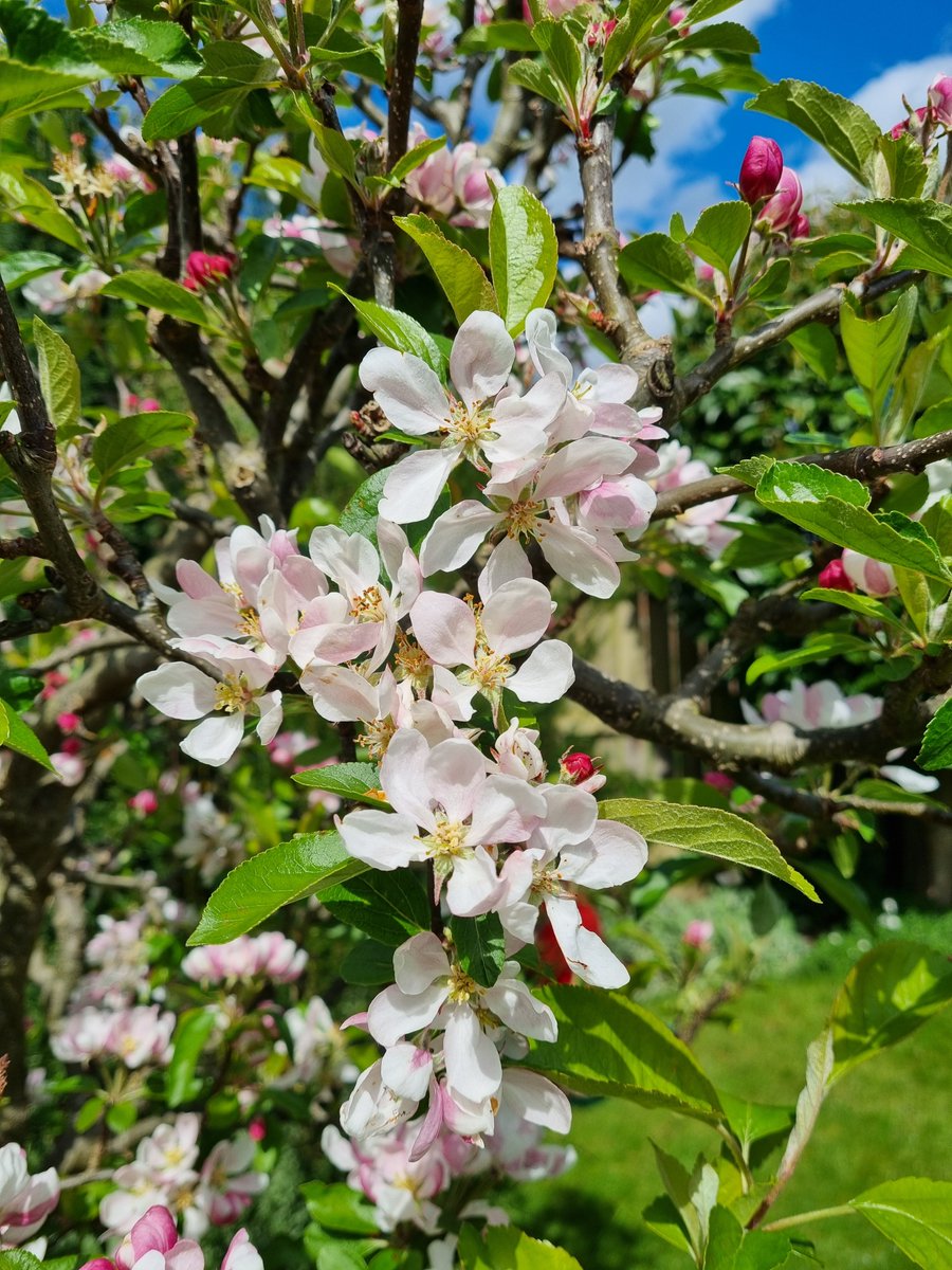 I love my little apple tree so much 🌸

Although it's not so little any more, it's taller than me now! Bought from Woolworths about 15 years ago.

#GardeningTwitter #FlowerHunting