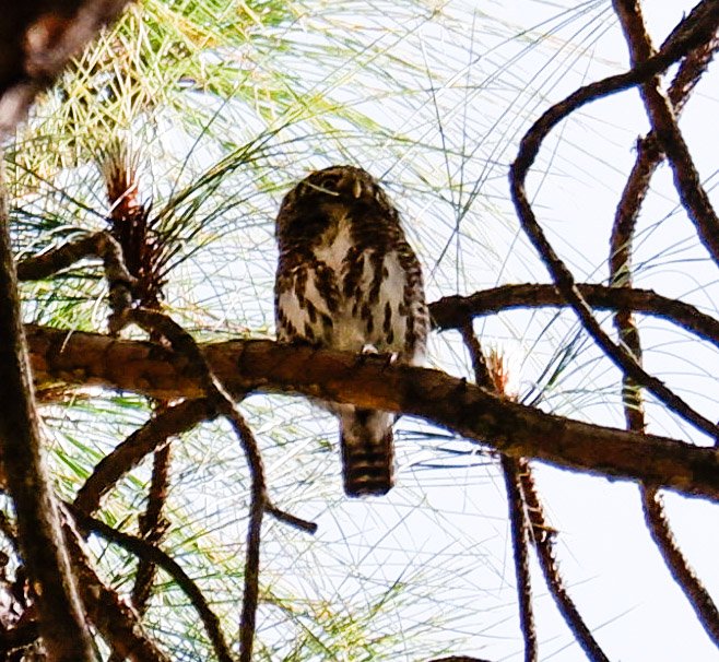 Meet the smallest owl in Asia The collared owlet. Record shot. #owlsome
#IndiAves #BBCWildlifePOTD #BirdsSeenIn2024 #birds #birding #TwitterNatureCommunity #birdphotography #photooftheday @NatGeoIndia
@NatureIn_Focus #uttrakhandtourism #uttrakhand @Advay_Advait