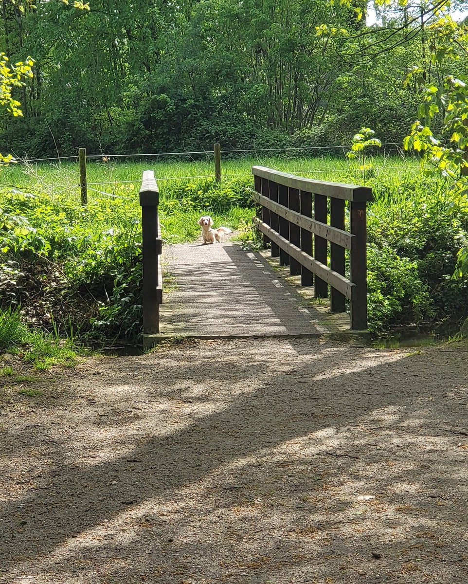 Are you sure this bridge is safe....🤔🐾
#Bandita #Zelda #DogsofTwittter #Dachshund #Doxie #Teckel