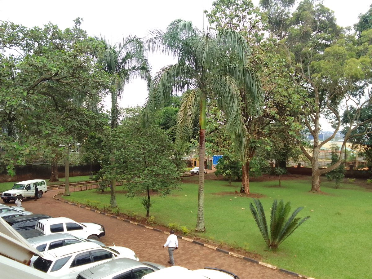 National Forestry Authority-Uganda tweet media
