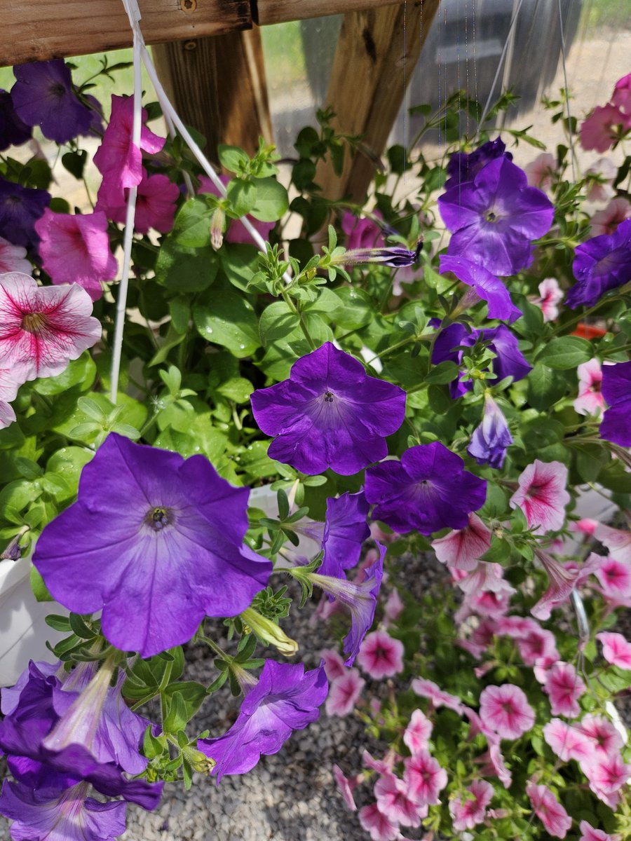 🌸SPRING PLANT SALE🌸 Support the Sheridan FFA and the Greenhouse class by ordering hanging baskets & vegetable starts! Orders can be placed at the link below. Pickup May 9th 3-6pm! forms.gle/HzoY1HEWKme2VJ…