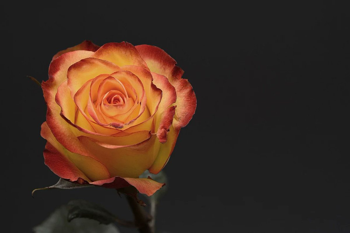sweetstickyrain's tweet photo. Peace & Tea Roses
https://t.co/mLRv6sviBS
#PeaceRoses
#TeaRoses
#hybridRoses
Hybrid Roses
#Roses
"A rose by any other name..." https://t.co/KNph4447Jo
