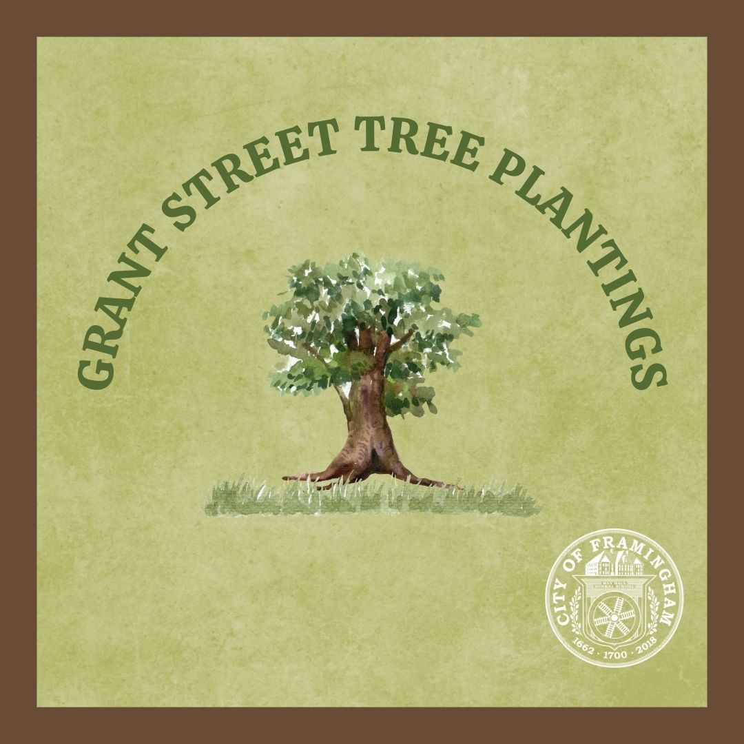 Starting on May 2, the City of #Framingham will be planting 28 public shade trees in the public way along Grant Street neighborhood using the existing tree planting strips between the sidewalk and the road. framinghamma.gov/.../Grant-Stre… @DPWFramingham