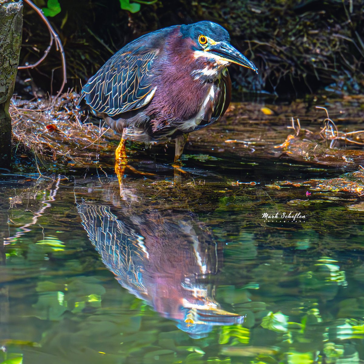 Green Heron,  Loch, Central Park,  N.Y.C  #birdcpp #TwitterNatureCommunity #birdsofinstagram #britishnatureguide #naturephotography #birdphotography #twitterphotography #wildbirdphotography #nikonphotography #NatureBeauty #nycaudubon 4.28.24