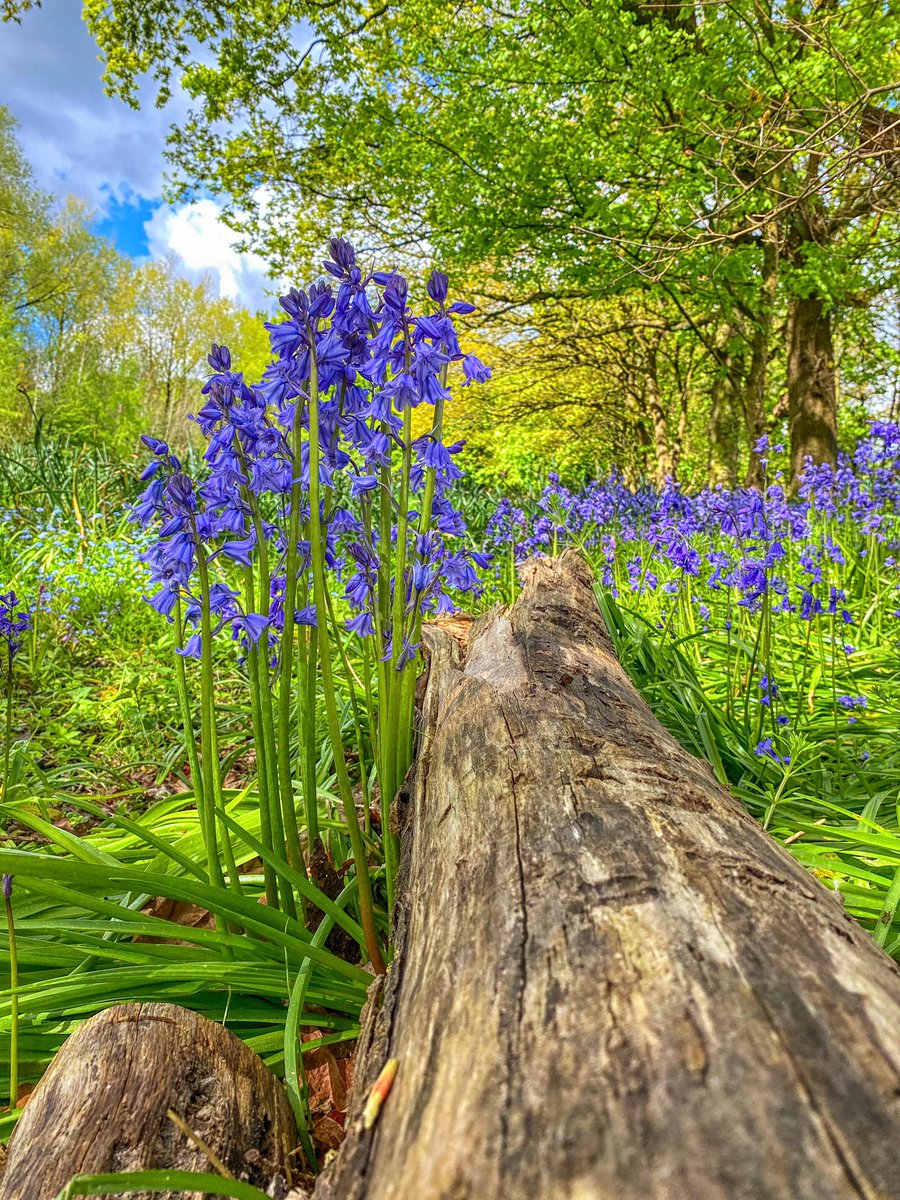 Bluebell season at Carr Lane Woods #Prescot
#bluebells #SpringVibes #springtime #springflowers #wildflowers #picturingprescot #knowsley
@loveprescot @KnowsleyParks @cultureKnowsley