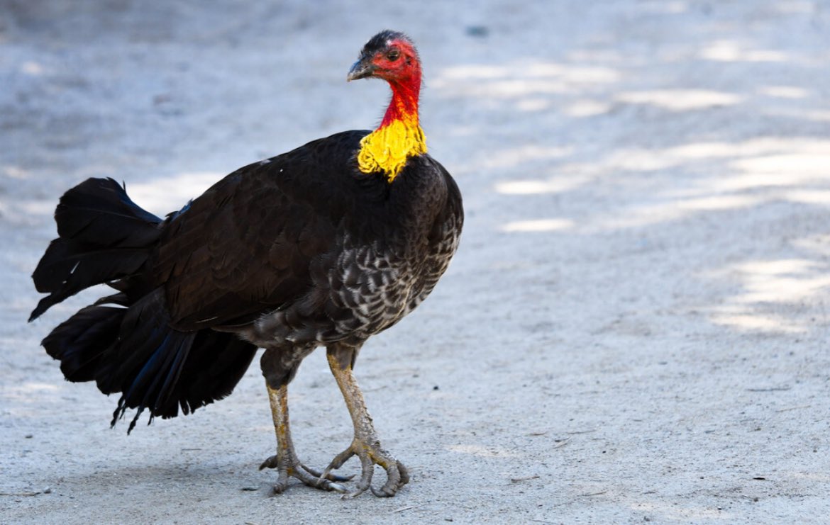 Turkey Lurkey the Australian Brush Turkey making his morning rounds 🦃 These colorful birds can be found in eastern Australia in rainforests and also drier scrubs. Have you ever seen Turkey Lurkey lurking around the zoo? 👀 #australianbrushturkey