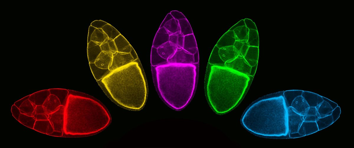 It's a rainy day @StJudeResearch in Memphis, so here is a science rainbow to chase the clouds away.  This is a #SciArt piece by former postdoc Suresh Marada. Image shows a Drosophila egg chamber pseudocolored using photoshop. Happy #MicroscopyMonday!