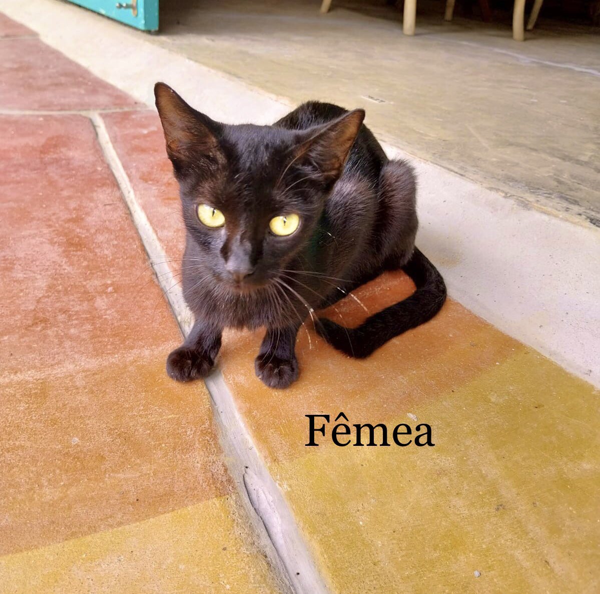 Ju74810119's tweet photo. Adote um pet pra ser muito mais feliz!
Quatro gatinhos disponíveis para adoção responsável. Para apto/casa c/ telas nas janelas, inclusive na basculante do banheiro, pra segurança do felino. Lugar de gato é dentro de casa em segurança. Wpp: 11992191623, Eliane. São Paulo, Capital https://t.co/lyl7jmWFyr