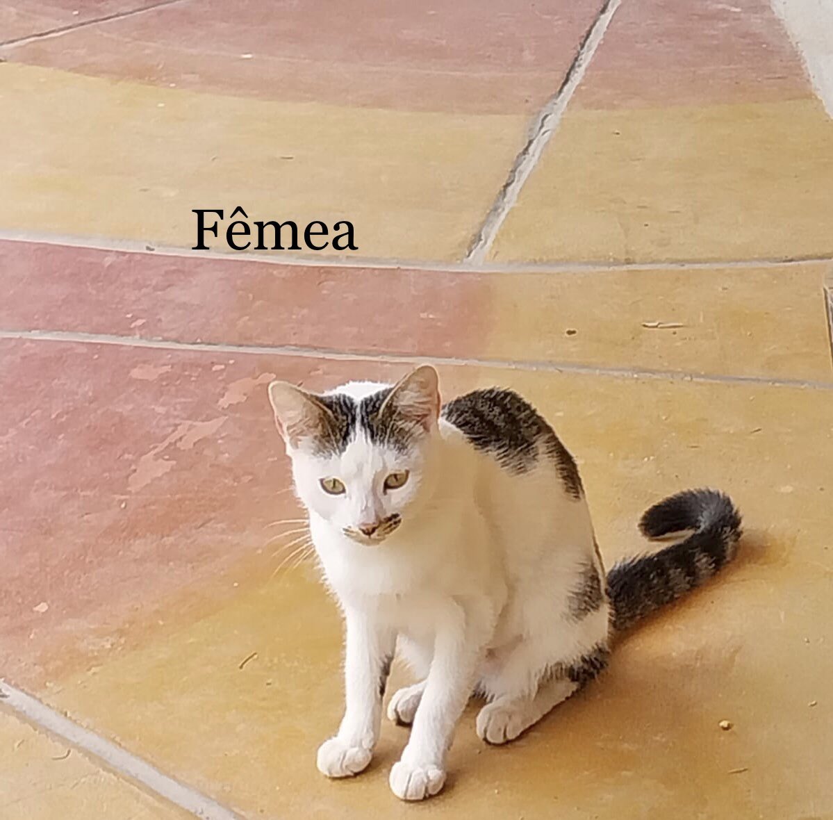 Ju74810119's tweet photo. Adote um pet pra ser muito mais feliz!
Quatro gatinhos disponíveis para adoção responsável. Para apto/casa c/ telas nas janelas, inclusive na basculante do banheiro, pra segurança do felino. Lugar de gato é dentro de casa em segurança. Wpp: 11992191623, Eliane. São Paulo, Capital https://t.co/lyl7jmWFyr