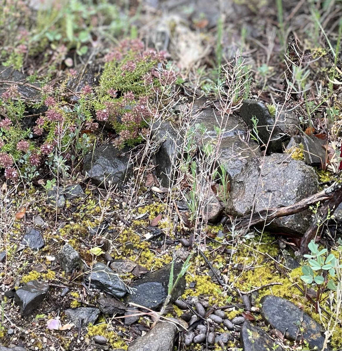 A good year for annual mustards around here. Pic taken today at Muntanyes de Prades Natural Park #Arabidopsis