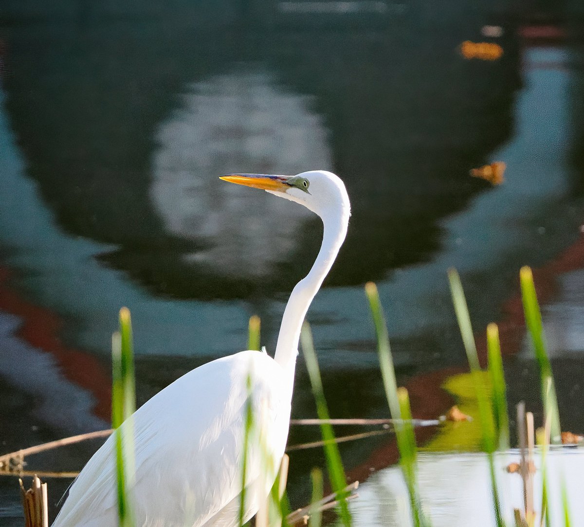 Spotted a Great Egret along a very still Harlem Meer early this morning. Though it looks like a full moon in the reflection, that's actually Central Park's Dana Discovery Center. 🥰🥰🥰#egret #CentralPark #birdcpp