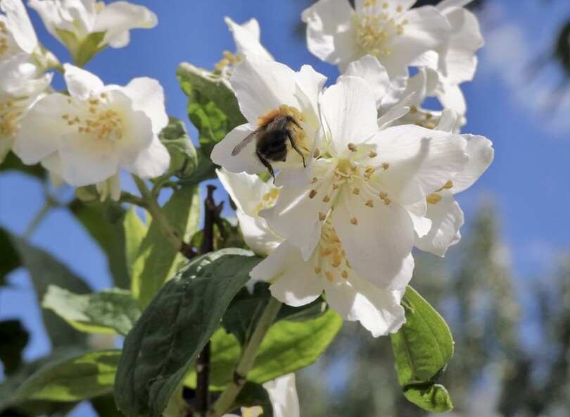 Did you know that you can now book a Beekeeping Experience at Old Oaks?! Starting Mon 6th May. They will take place on most Mondays & Wednesdays until the end of Sept and can be booked via Overleigh Apiaries. Full details here: theoldoaks.co.uk/.../beekeeping…