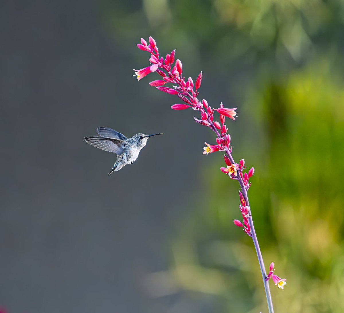 A hummingbird making its early morning rounds. #hummngbird #California #photography