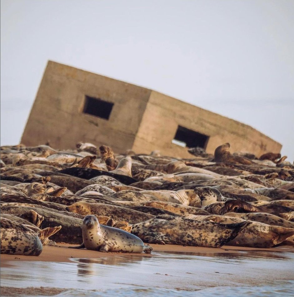 The Aberdeenshire coast has abundant wildlife.
Newburgh Beach has wide sandy beaches where you can spot grey seals.

Image by @jheasman_photography on Instagram.

#scottishwildlife #aberdeenshirecoast #scottishcoast #northsea