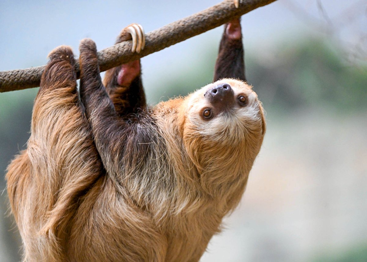 We're wishing a very happy 9th birthday to the queen of the canopy, Raisin! 🎉 Two-toed sloths like Raisin hold the record for the world's slowest mammals - so slow in fact that algae grows on their fur. Here's to another year of slow sloth living over at Tropic World!