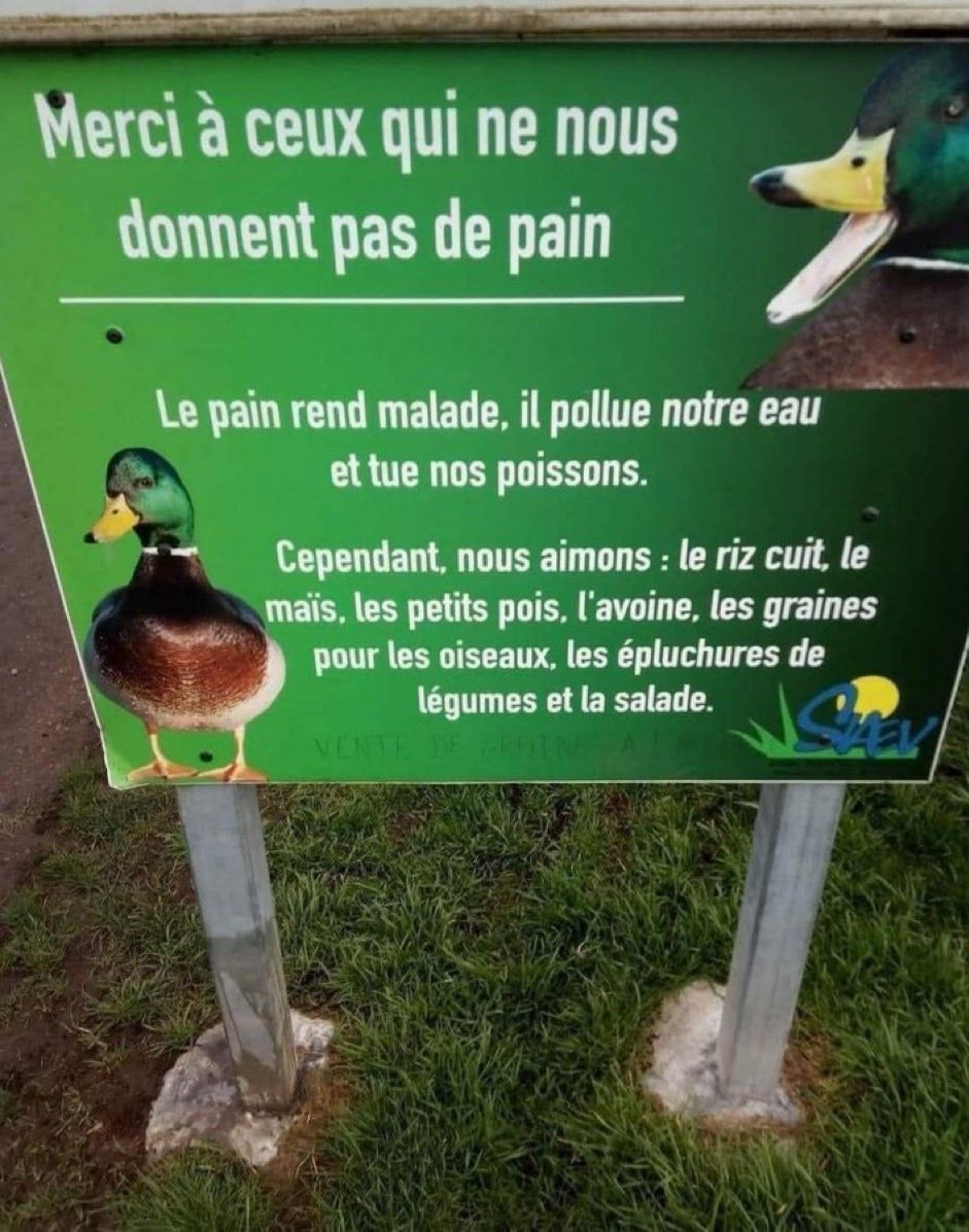 Attention ⚠️ 🦆