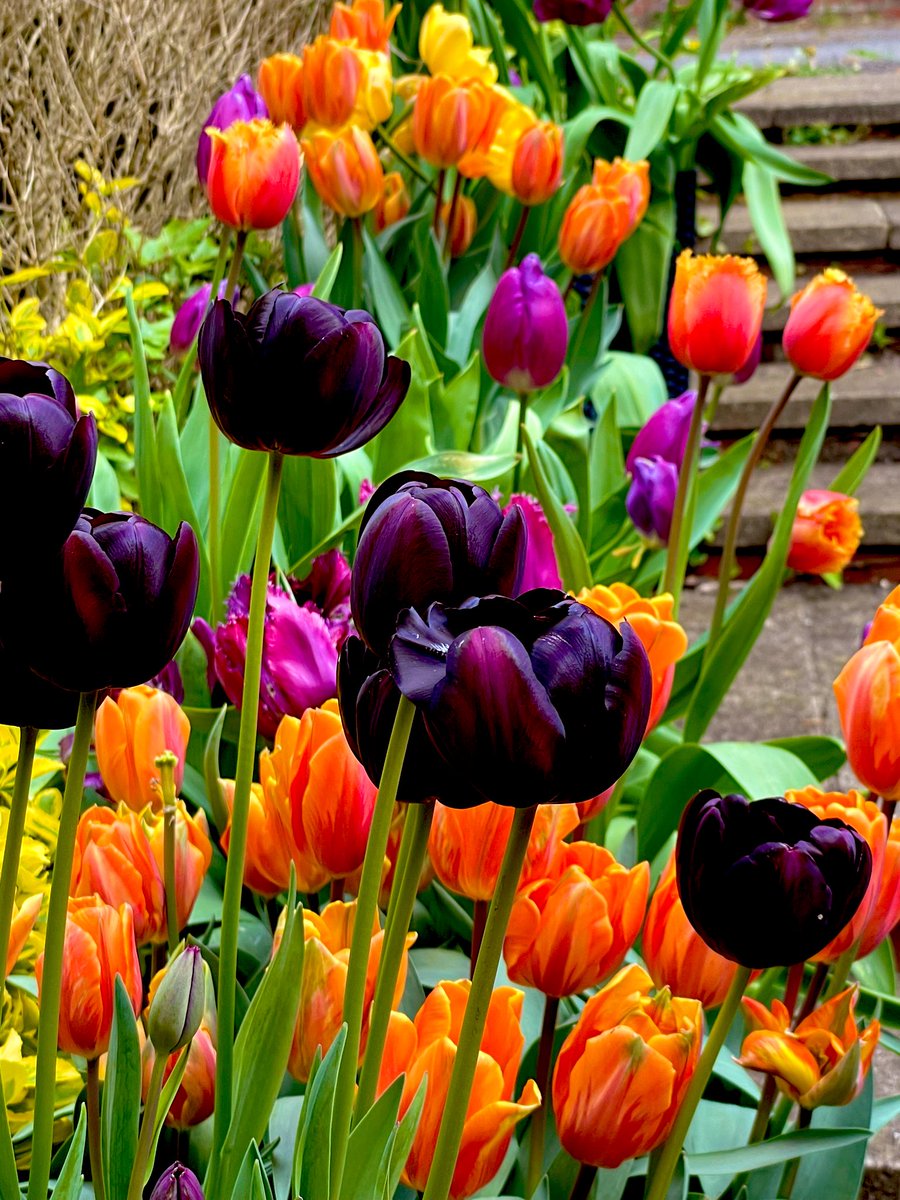 Tulips still going strong ❤️ #flower #garden #tulip #gardening