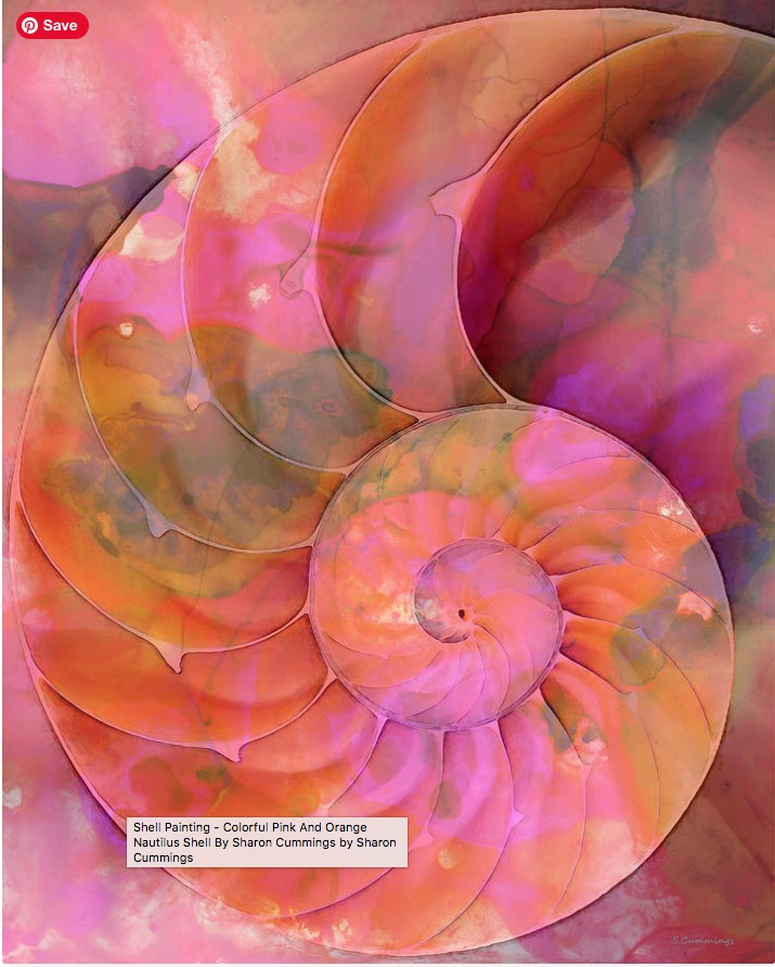 Pink And Orange Nautilus HERE:  fineartamerica.com/featured/color… #pink #orange #nautilus #seashells #sea #ocean #beach #beachlife #beachvibes #beachhouse #coastal #tropical #buyINTOART #FillThatEmptyWall