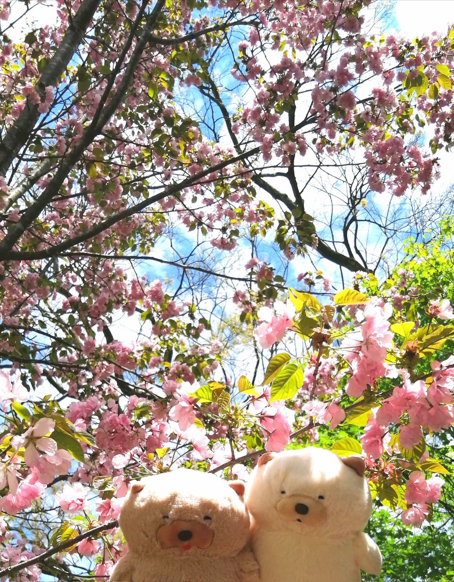 お花見💛💛（菜の花だけど）
まだ桜も咲いてたよ🌸🌸🥰

#ムクムクむっくん 
#アミュキャラぬい撮り