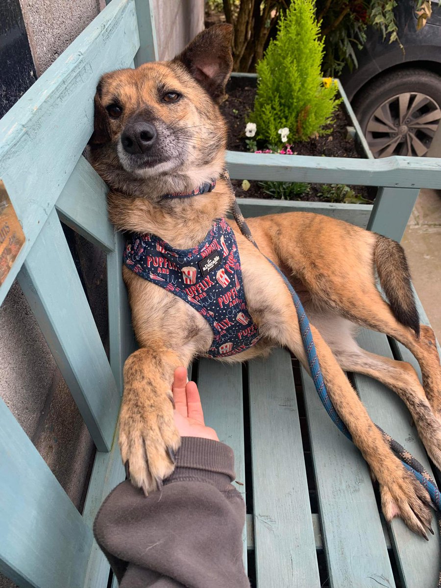 Hi, my name is Dea and I was saved from a kill shelter - now I’m much happier at Our Safe Haven kennels in #Nantwich. I’d be even happier with my own family… can you help me find one?🙏I’m quiet and gentle and I love a nice tummy rub❤️ pawprints2freedom.co.uk/adopt #adoptable #adoptme
