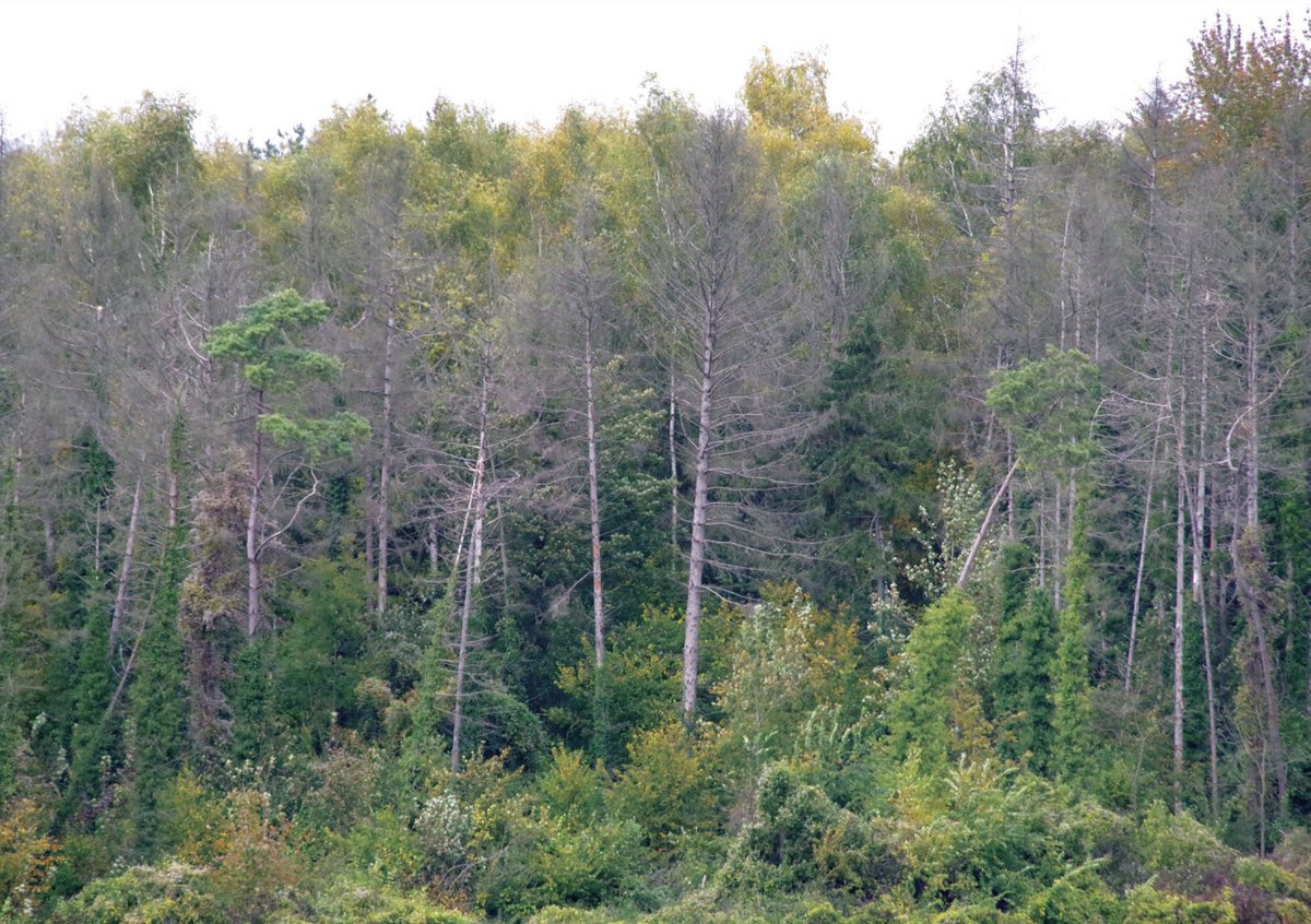 Les scolytes sont à l’origine de la destruction de 37 millions de mètres cubes de bois dans les forêts en France depuis 2018. Ces insectes se propagent généralement rapidement dans les forêts de résineux. Thread 🌲