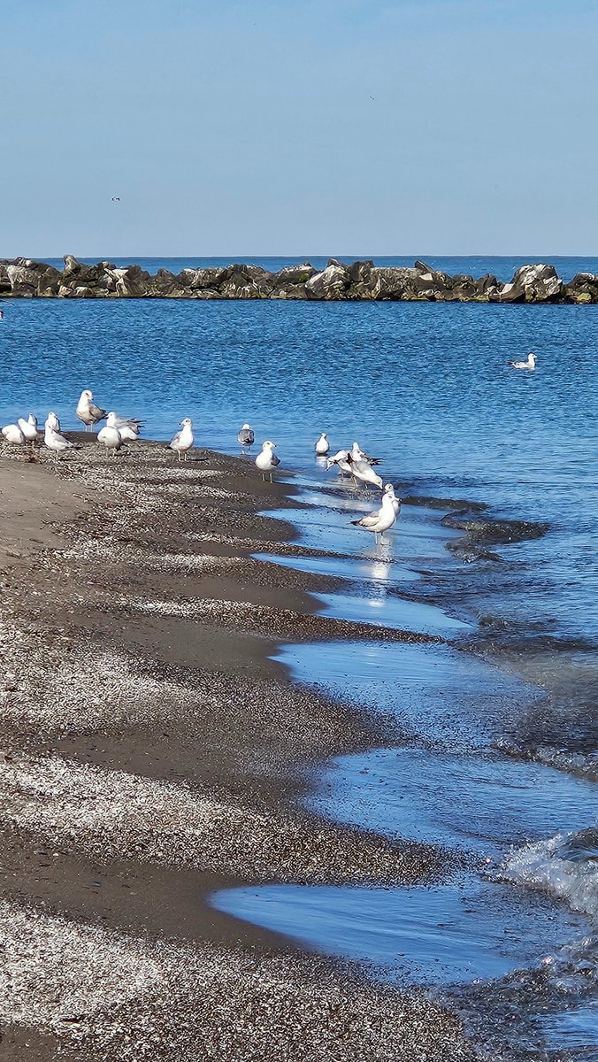 Seagulls enjoying the morning at Lakeview Park in Lorain.