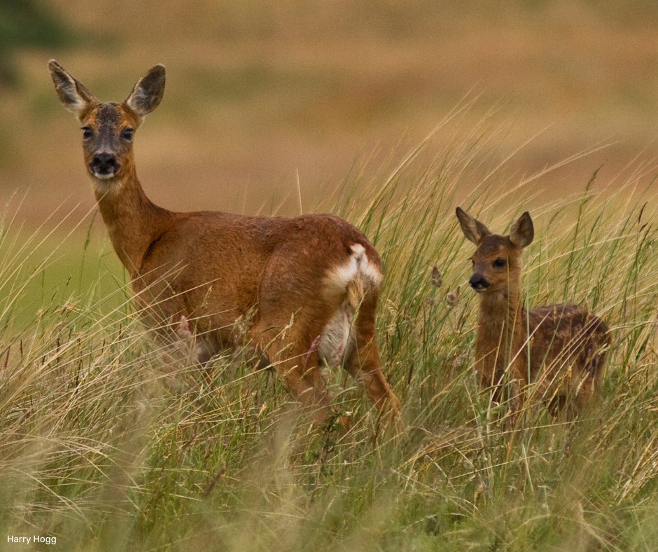 Spring is in full swing, and our reserves are full of new sights and sounds with the return of some of our favourite wildlife. Here are some of our top recommendations for things to see and do across our region this May: bit.ly/3wfhkKI