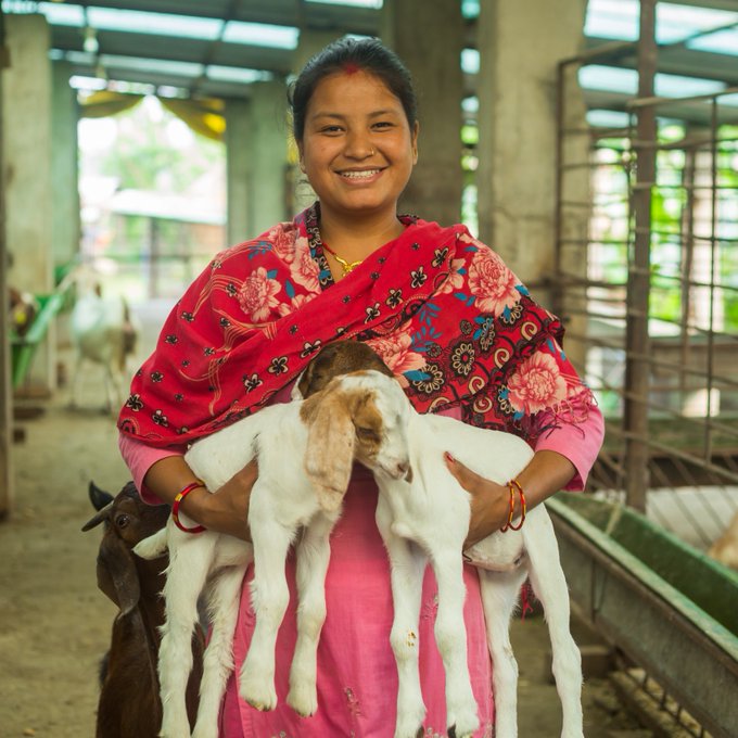 Basanti est éleveuse de chèvres au #Népal 👋🇳🇵 Avec le soutien du FIDA, l’exploitation pour laquelle elle travaille est devenue une grosse entreprise d'ensilage. Et Basanti va maintenant bénéficier aussi de nouveaux services numériques: opérations bancaires ou formations 📱